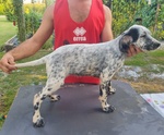 Cuccioli Setter Inglese - Foto n. 2