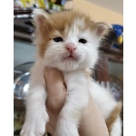 🐱 Maine Coon maschio in vendita a Roma (RM) e in tutta Italia da privato