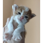 Cuccioli di Maine Coon - Foto n. 2