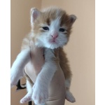 Cuccioli di Maine Coon - Foto n. 3