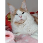 Cuccioli di Maine Coon - Foto n. 4