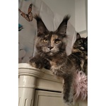 Cuccioli di Maine Coon - Foto n. 5