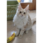 Cuccioli di Maine Coon - Foto n. 6
