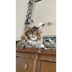 Cuccioli di Maine Coon - Foto n. 7