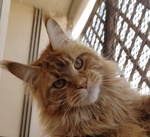 Cuccioli di Maine Coon - Foto n. 8