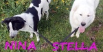 Nina e Stella 1anno Dolcissime - Foto n. 2