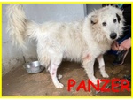 🐶 Altra Razza maschio in adozione a Milano (MI) e in tutta Italia da privato