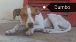 🐶 Altra Razza maschio in adozione a Milano (MI) e in tutta Italia da privato