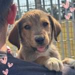 🐶 Altra Razza femmina di 2 mesi in adozione a Latina (LT) e in tutta Italia da associazione animali
