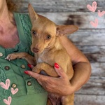 🐶 Altra Razza femmina di 1 anno e 1 mese in adozione a Latina (LT) e in tutta Italia da associazione animali