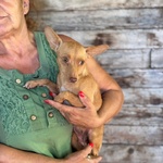 Melissa Dolce Cagnolina mix Pinscher Cerca Adozione - 1 anno - 5 Kg - Foto n. 4