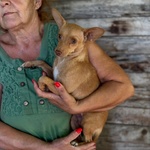 Melissa Dolce Cagnolina mix Pinscher Cerca Adozione - 1 anno - 5 Kg - Foto n. 5