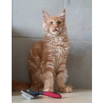 🐱 Maine Coon maschio di 5 mesi in vendita a Gubbio (PG) e in tutta Italia da privato