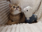 Milo British Shorthair Mackerel Tabby - Foto n. 1