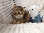 Milo British Shorthair Mackerel Tabby - Foto n. 2