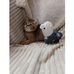 Milo British Shorthair Mackerel Tabby - Foto n. 3