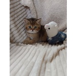 Milo British Shorthair Mackerel Tabby - Foto n. 4