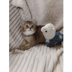Milo British Shorthair Mackerel Tabby - Foto n. 5