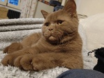 Milo British Shorthair Mackerel Tabby - Foto n. 7