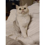 Milo British Shorthair Mackerel Tabby - Foto n. 8