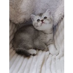 🐱 British femmina di 5 settimane (cucciolo) in vendita a Rieti (RI) e in tutta Italia da privato