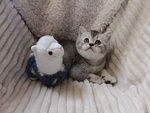 Mia British Shorthair Black Silver Shell - Foto n. 2