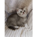 Mia British Shorthair Black Silver Shell - Foto n. 3
