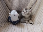 Mia British Shorthair Black Silver Shell - Foto n. 4