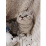 🐱 British maschio di 5 settimane (cucciolo) in vendita a Rieti (RI) e in tutta Italia da privato