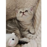 Miro British Shorthair Blotched Tabby - Foto n. 2