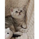Miro British Shorthair Blotched Tabby - Foto n. 3