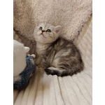 Miro British Shorthair Blotched Tabby - Foto n. 4