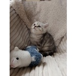 Miro British Shorthair Blotched Tabby - Foto n. 5