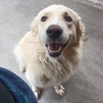 🐶 Golden Retriever maschio di 4 anni e 1 mese in adozione a Latina (LT) e in tutta Italia da associazione animali