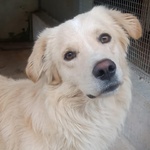 Sun Bellissimo mix Golden Retriever 4 anni Cerca Adozione - Foto n. 2