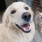 Sun Bellissimo mix Golden Retriever 4 anni Cerca Adozione - Foto n. 3