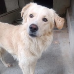 Sun Bellissimo mix Golden Retriever 4 anni Cerca Adozione - Foto n. 4