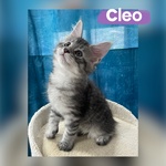 Dolcissimi Cuccioli di Maine coon con Pedigree - Foto n. 2