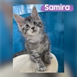 Dolcissimi Cuccioli di Maine coon con Pedigree - Foto n. 4