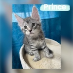 Dolcissimi Cuccioli di Maine coon con Pedigree - Foto n. 5