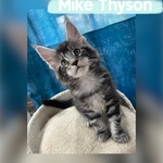 🐱 Maine Coon di 2 mesi in vendita a Salorno (BZ) da privato