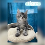 Dolcissimi Cuccioli di Maine coon con Pedigree - Foto n. 6