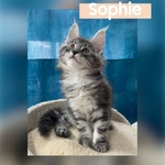 Dolcissimi Cuccioli di Maine coon con Pedigree - Foto n. 7