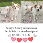 🐶 Altra Razza femmina di 3 anni e 7 mesi in adozione a Latina (LT) e in tutta Italia da associazione animali