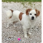 Sandy e Candy Dolci Cagnoline Cercano casa - Taglia Piccola! - Foto n. 3