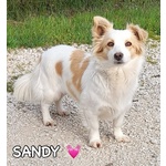 Sandy e Candy Dolci Cagnoline Cercano casa - Taglia Piccola! - Foto n. 4