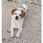 Sandy e Candy Dolci Cagnoline Cercano casa - Taglia Piccola! - Foto n. 5