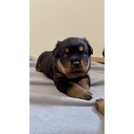 🐶 Rottweiler maschio di 5 settimane (cucciolo) in vendita a Bagnacavallo (RA) da privato