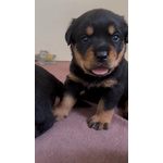 🐶 Rottweiler maschio di 5 settimane (cucciolo) in vendita a Bagnacavallo (RA) da privato