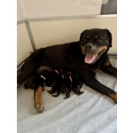 Cucciolo di Rottweiler con Pedigree: Spank – il Pacioccone Della Cucciolata - 💜 - Foto n. 3